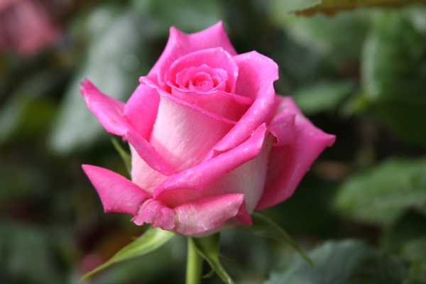 Latin Breeze - Standard Rose - Roses - Flowers by category | Sierra